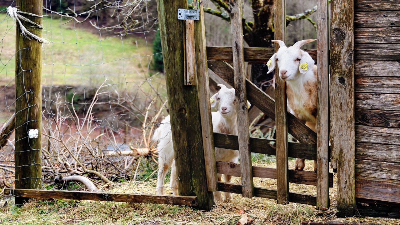 Photo of Others in Muehlenbach