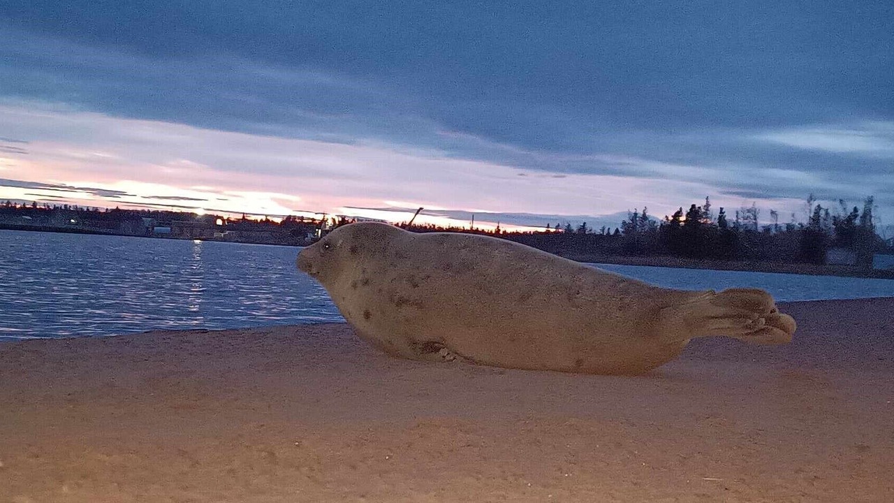Photo of Others in Savage Harbour