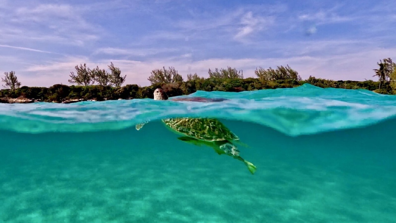 Photo of Others in Nassau