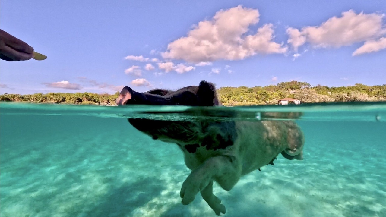 Photo of Others in Nassau