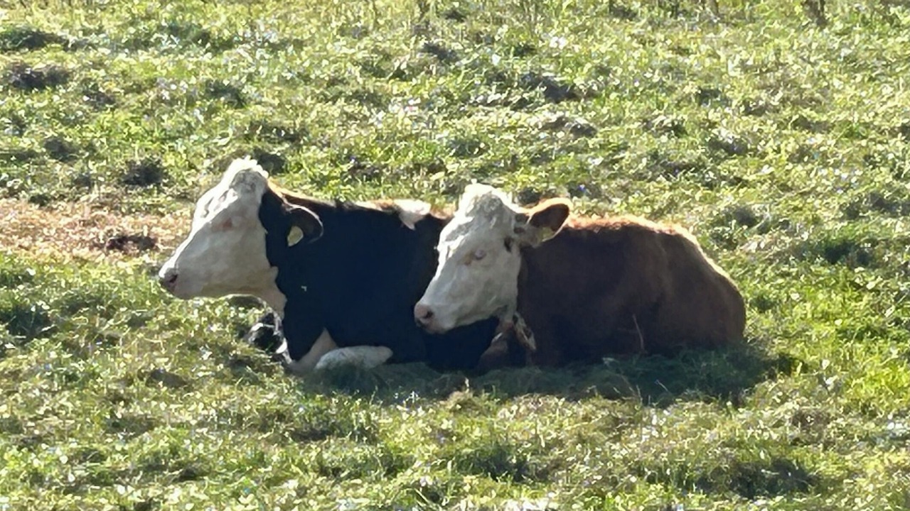 Photo of Others in Todtmoos
