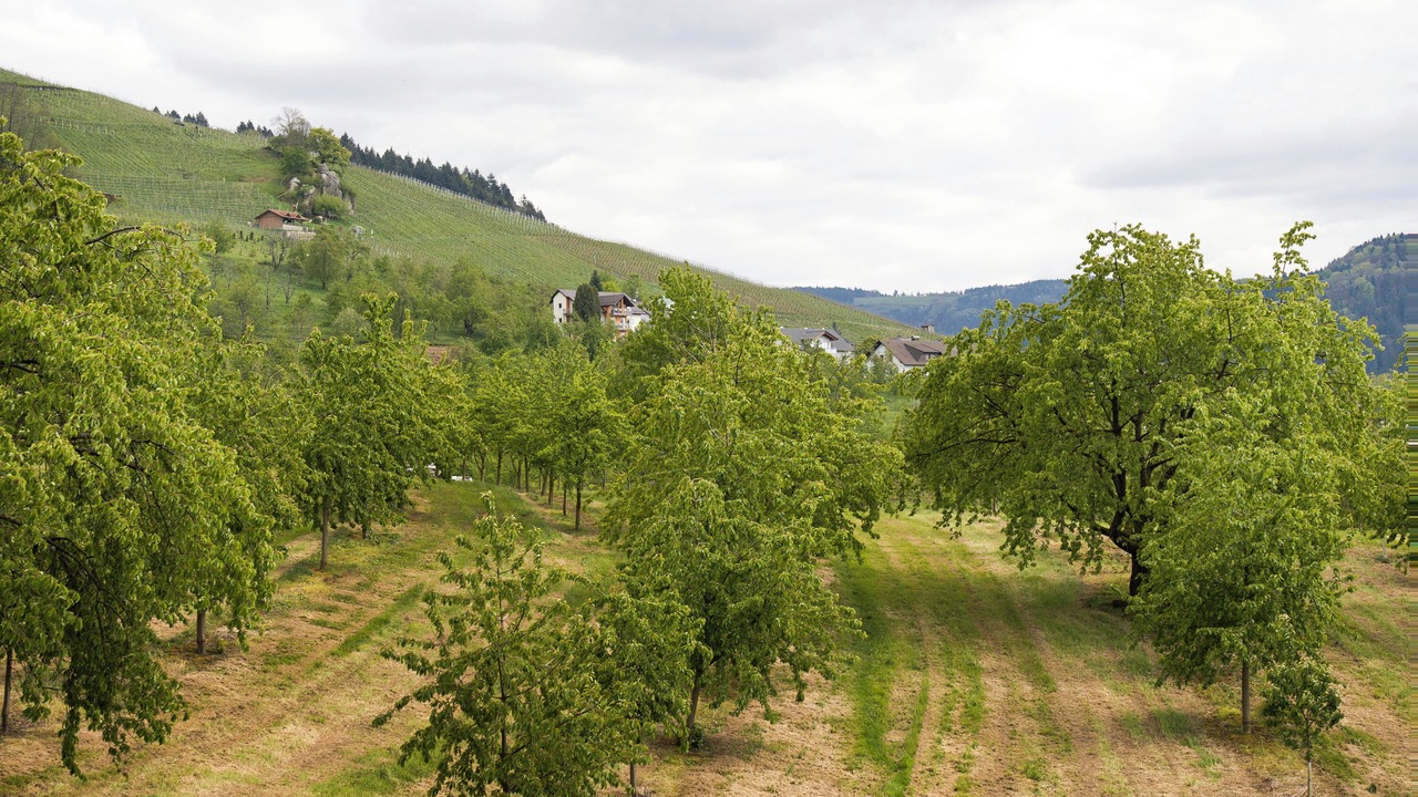 Photo of Others in Kappelrodeck