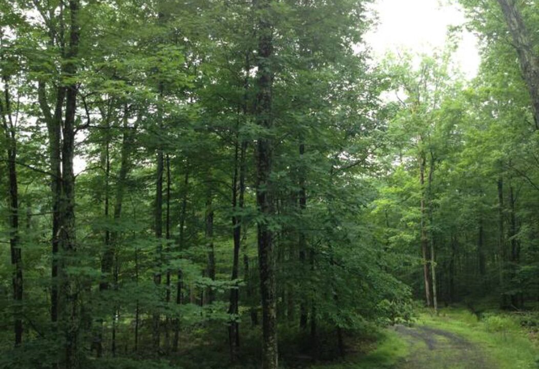 Photo of Others in Mount Tremper