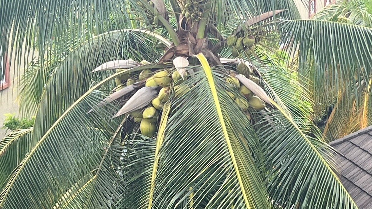 Photo of Outdoor in New Kingston