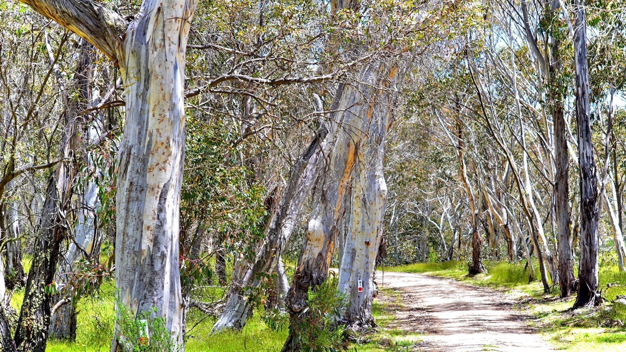 Photo of Others in Adaminaby