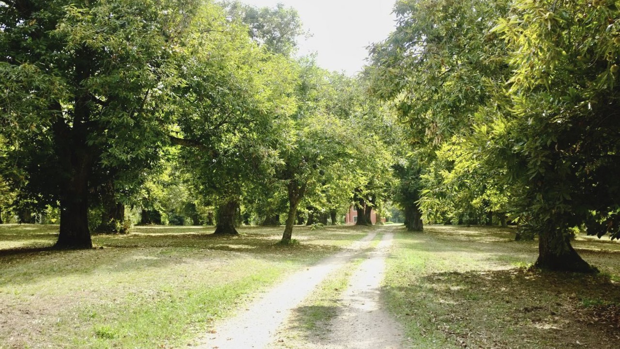 Photo of Others in Poggio
