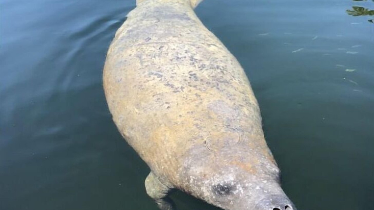 Photo of Others in Key Largo Village