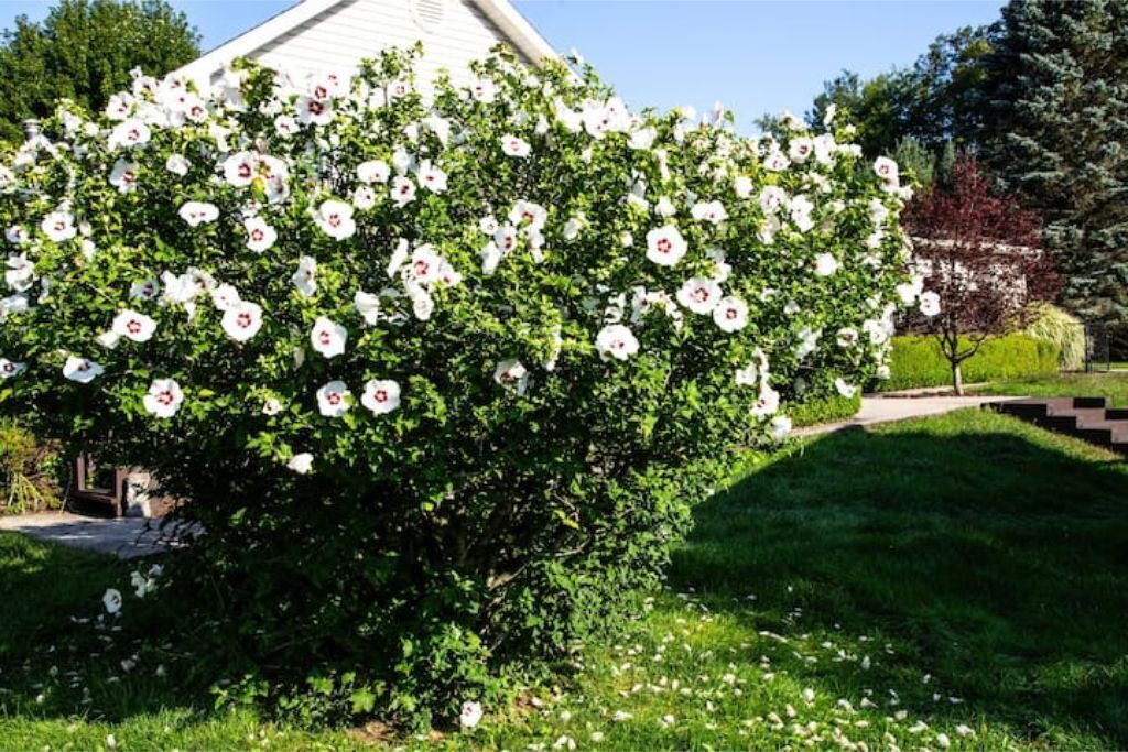 Photo of Outdoor in Liberty
