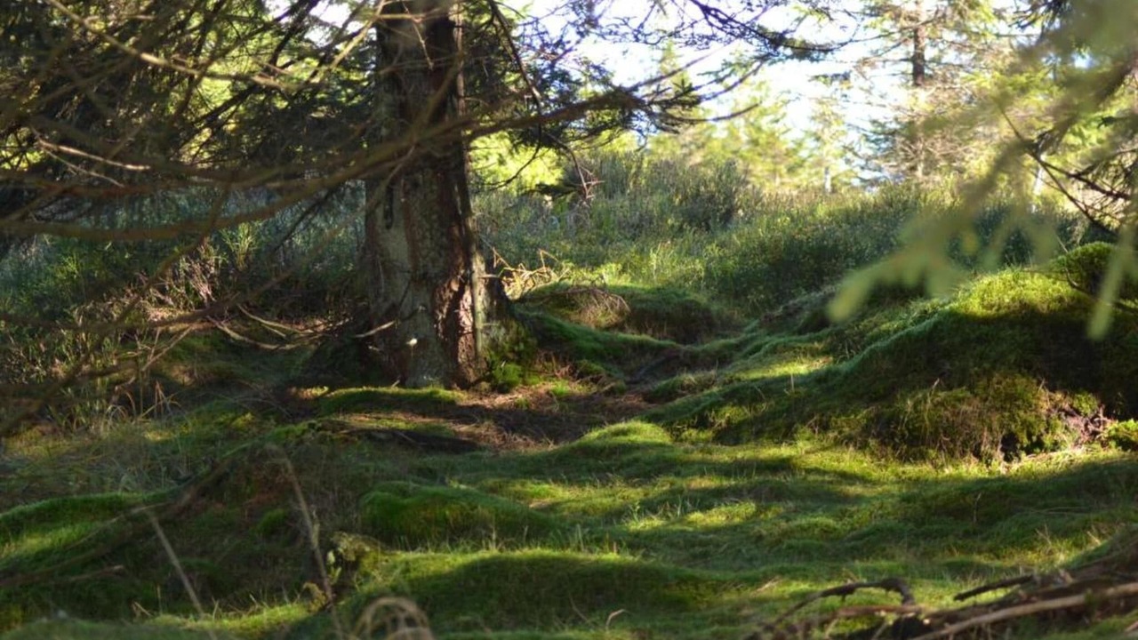 Photo of Others in Wildemann
