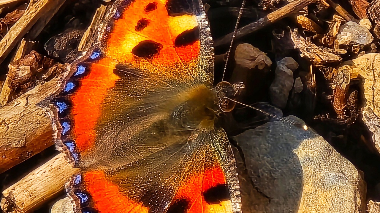 Photo of Others in Berlar