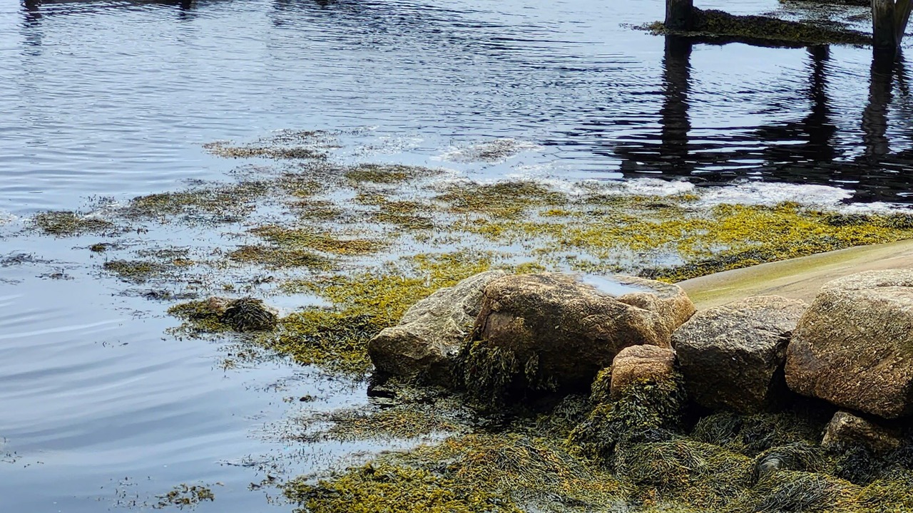 Photo of Others in Ketch Harbour