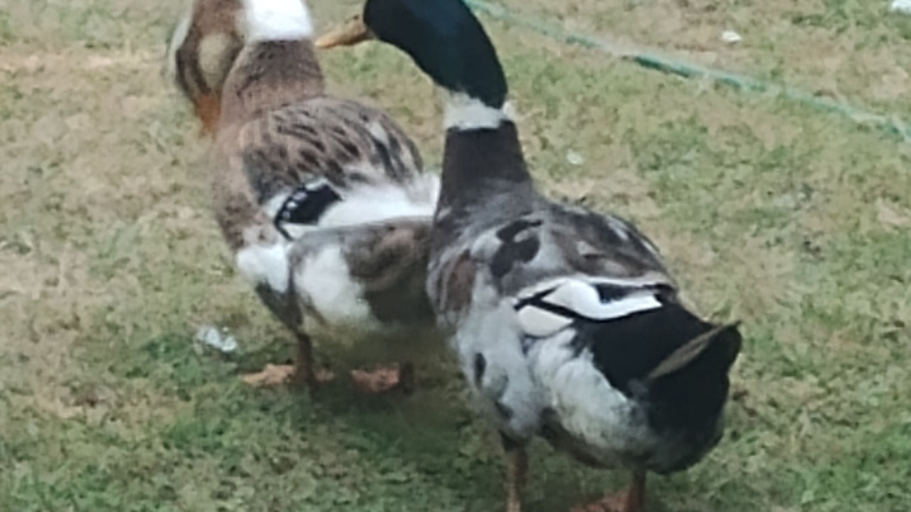 Photo of Others in Panguipulli