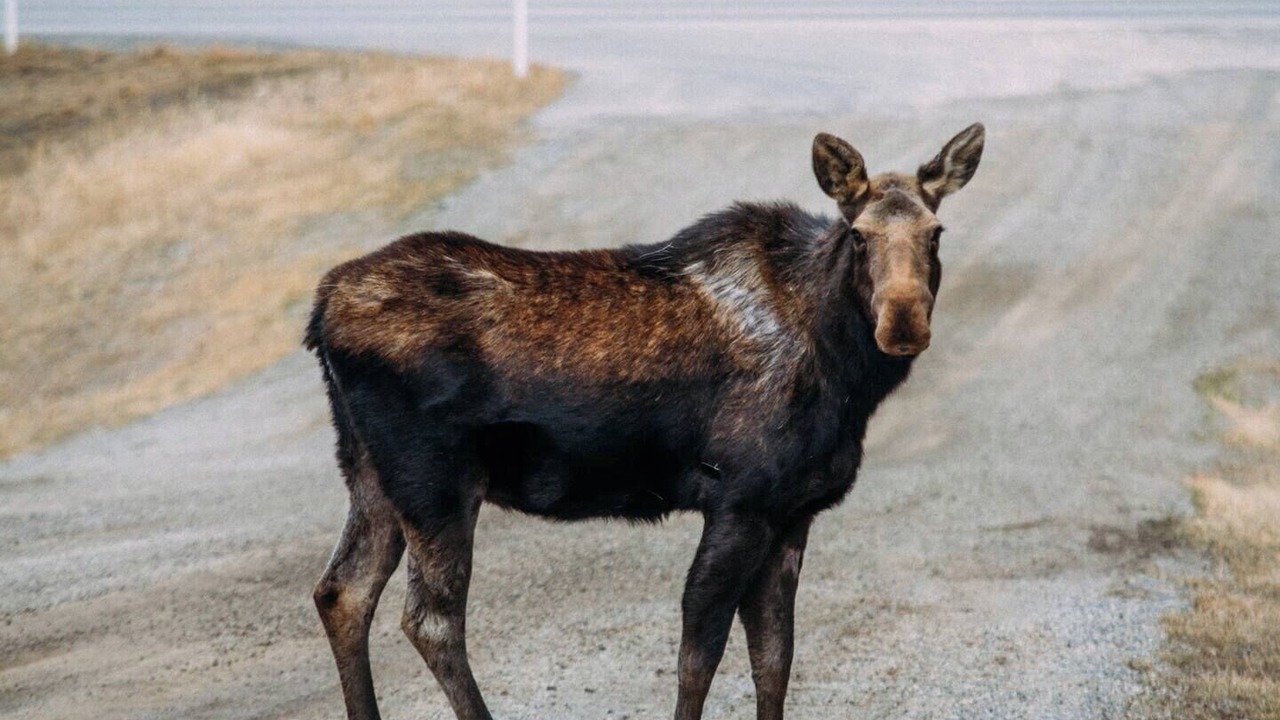 Photo of Others in Calgary