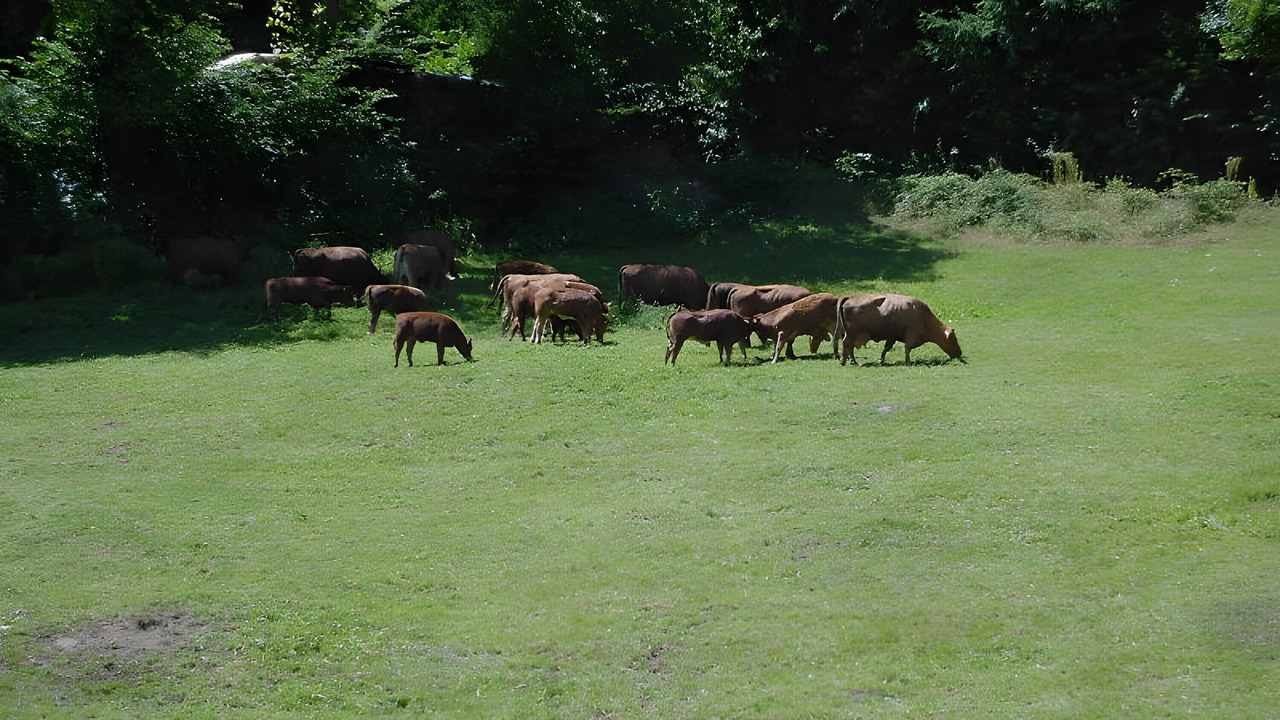 Photo of Others in Hausach
