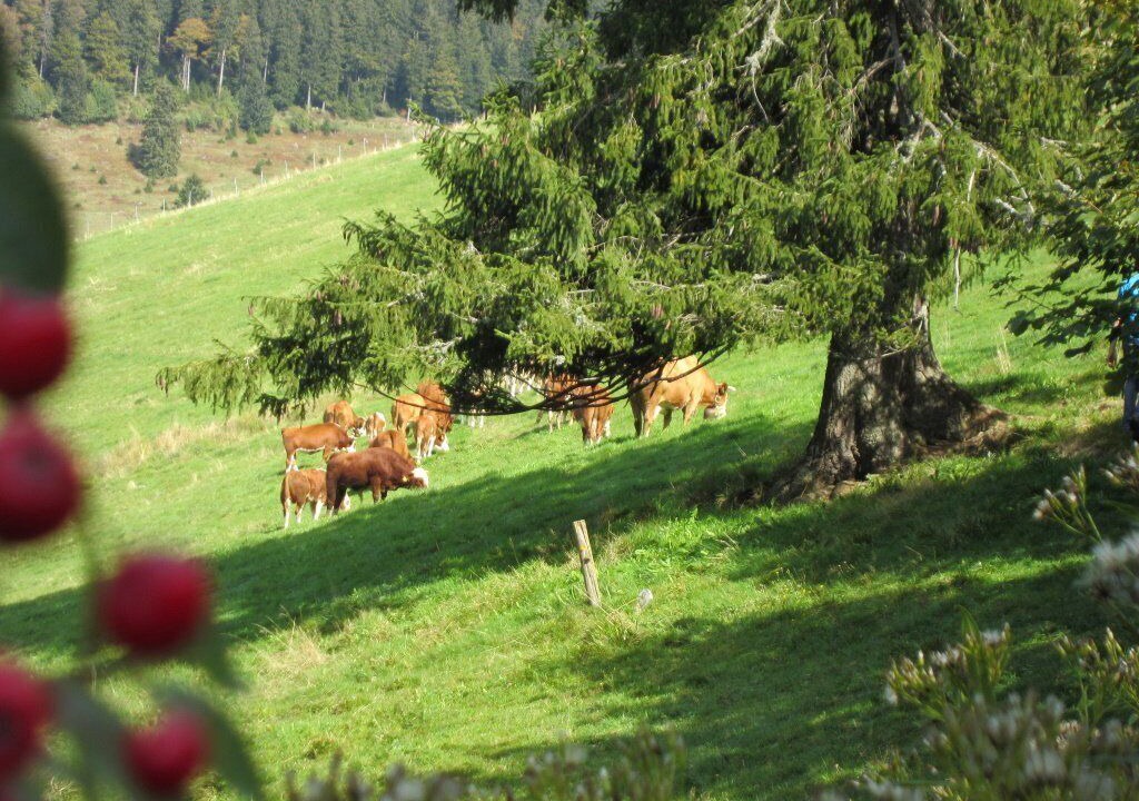 Photo of Others in Todtnauberg