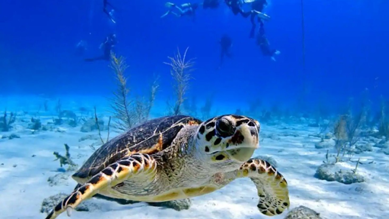 Photo of Others in Colliers Bay