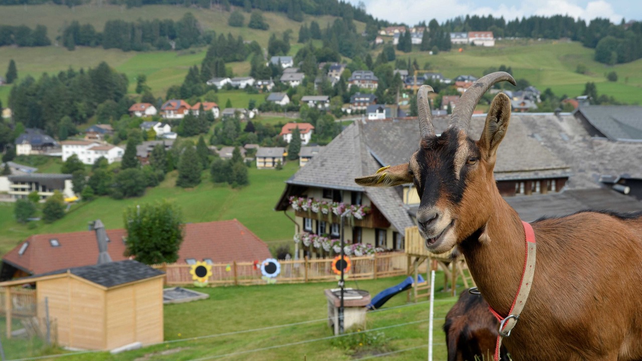Photo of Others in Todtnauberg