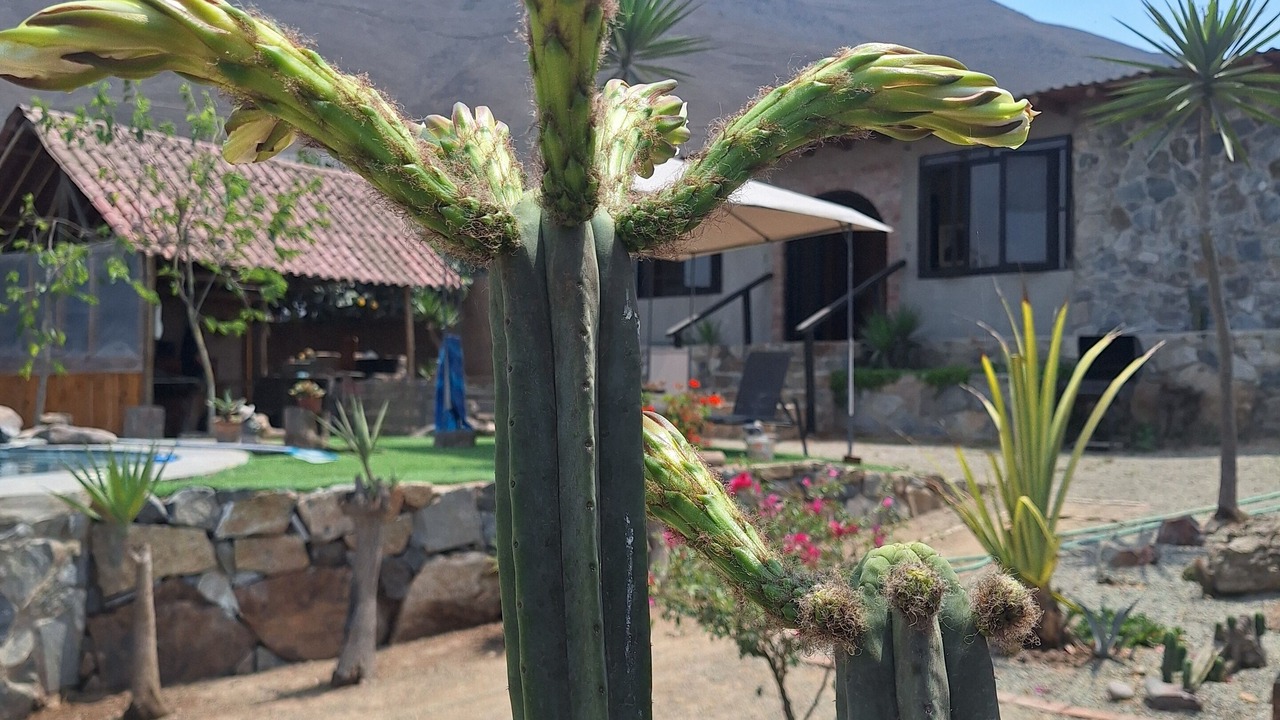 Photo of Outdoor in Pachacamac