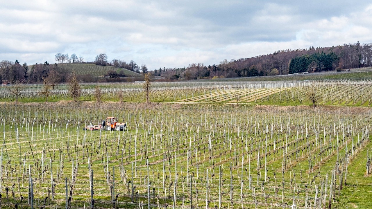Photo of Others in Hagnau