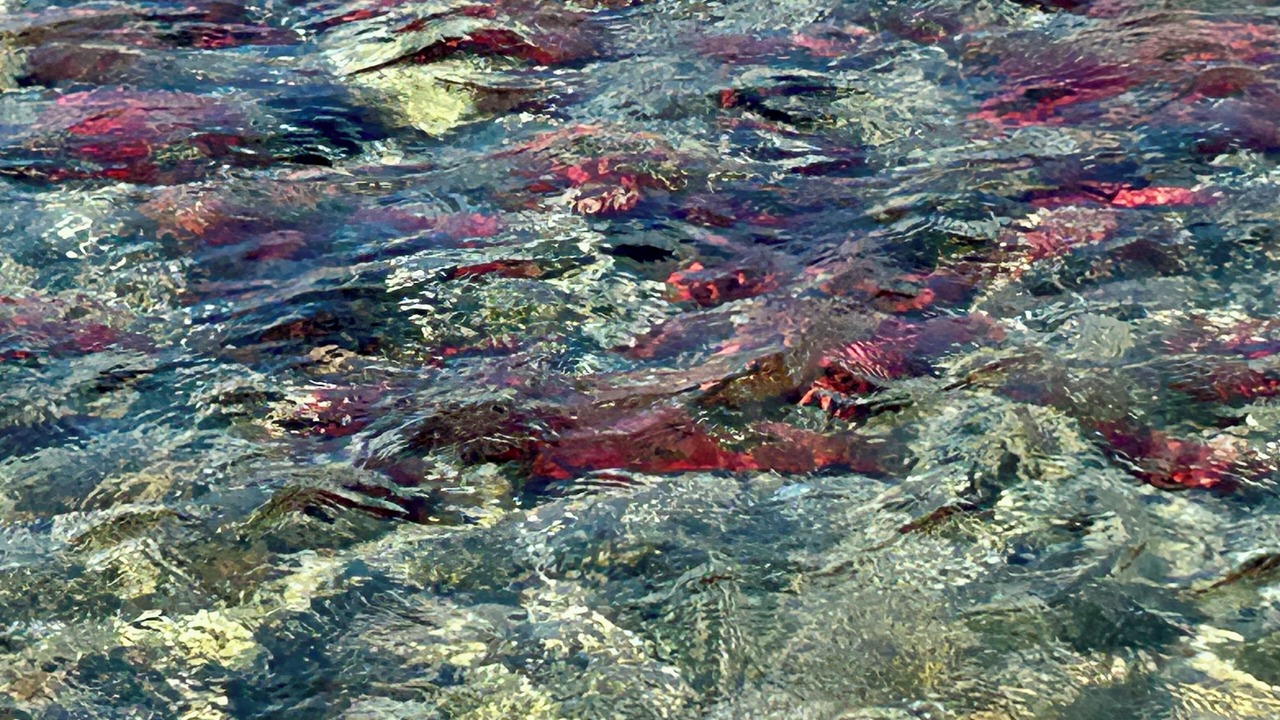 Photo of Others in Central Kootenay