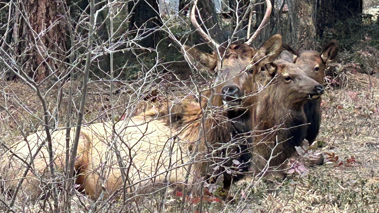 Photo of Others in Central Kootenay