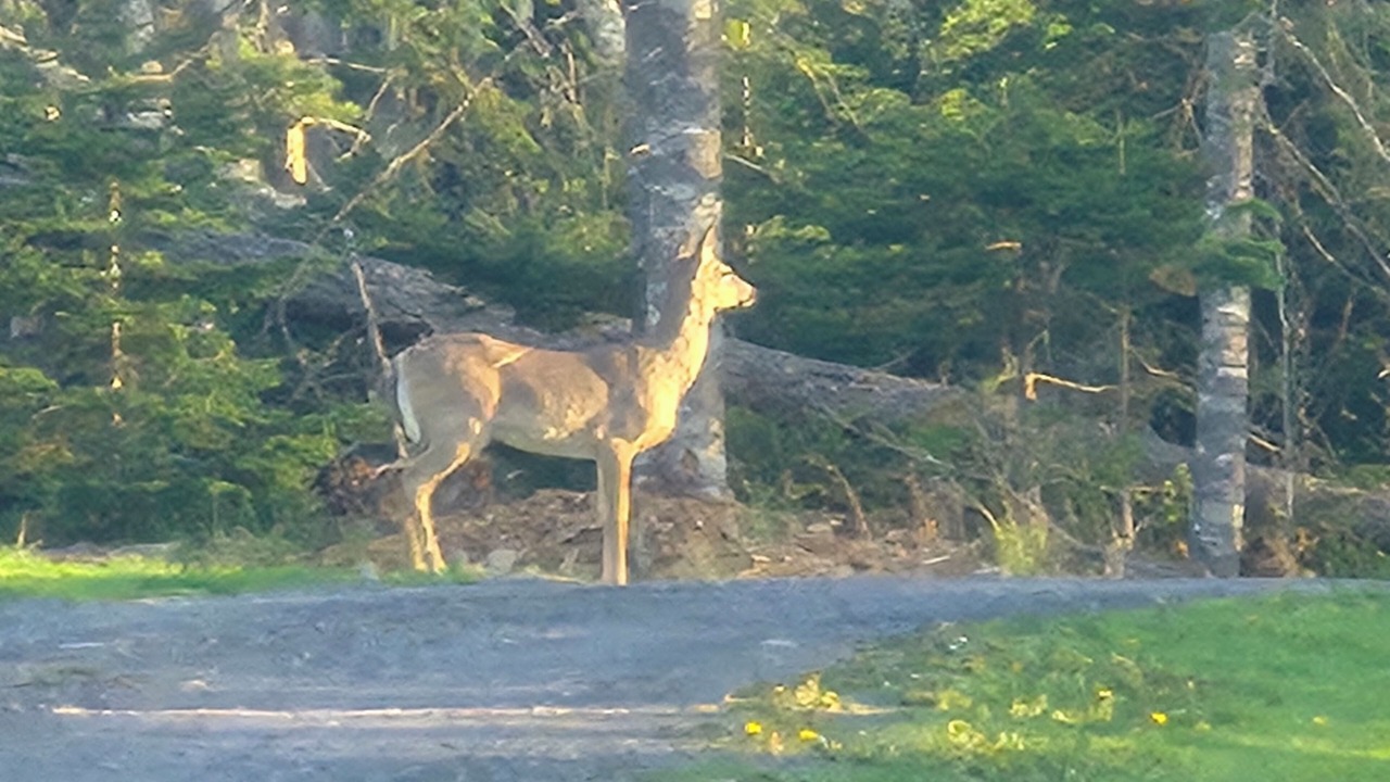 Photo of Others in Pictou