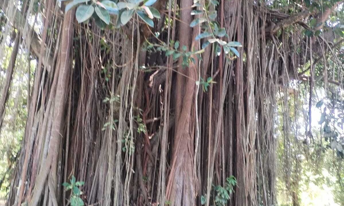 Photo of Others in Buritaca