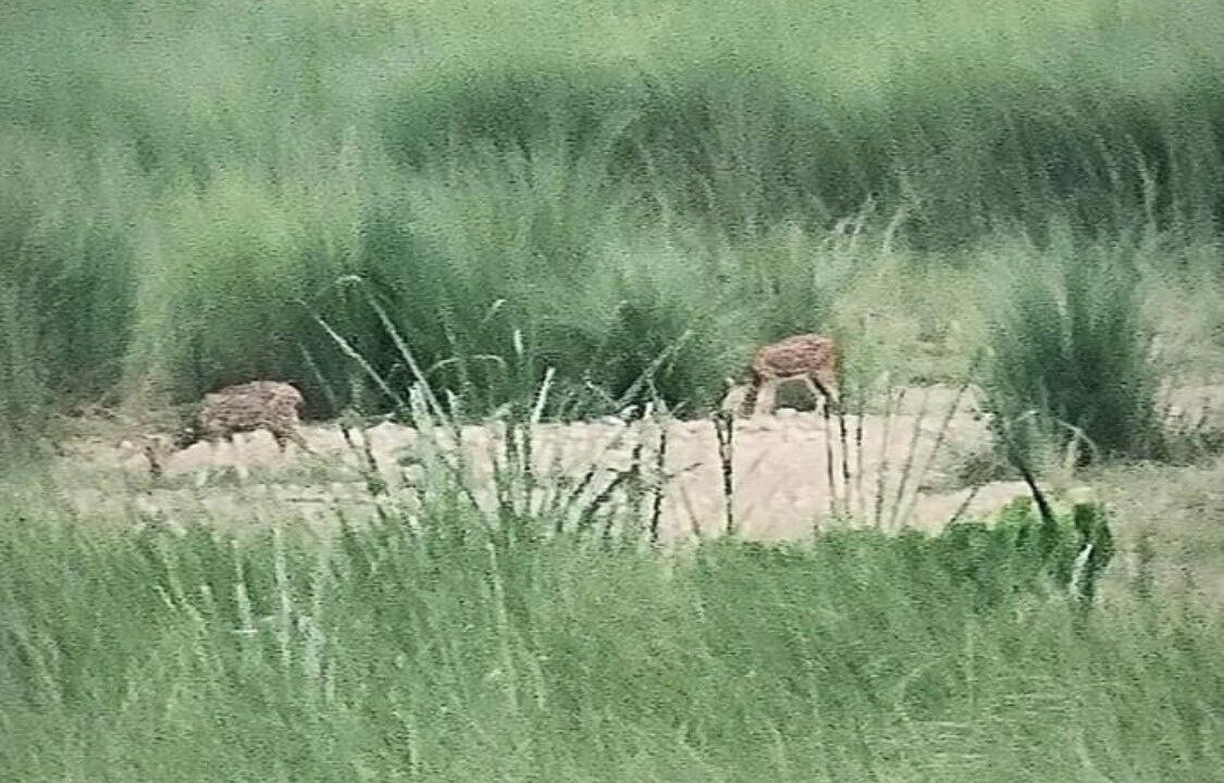 Photo of Others in Chitwan District