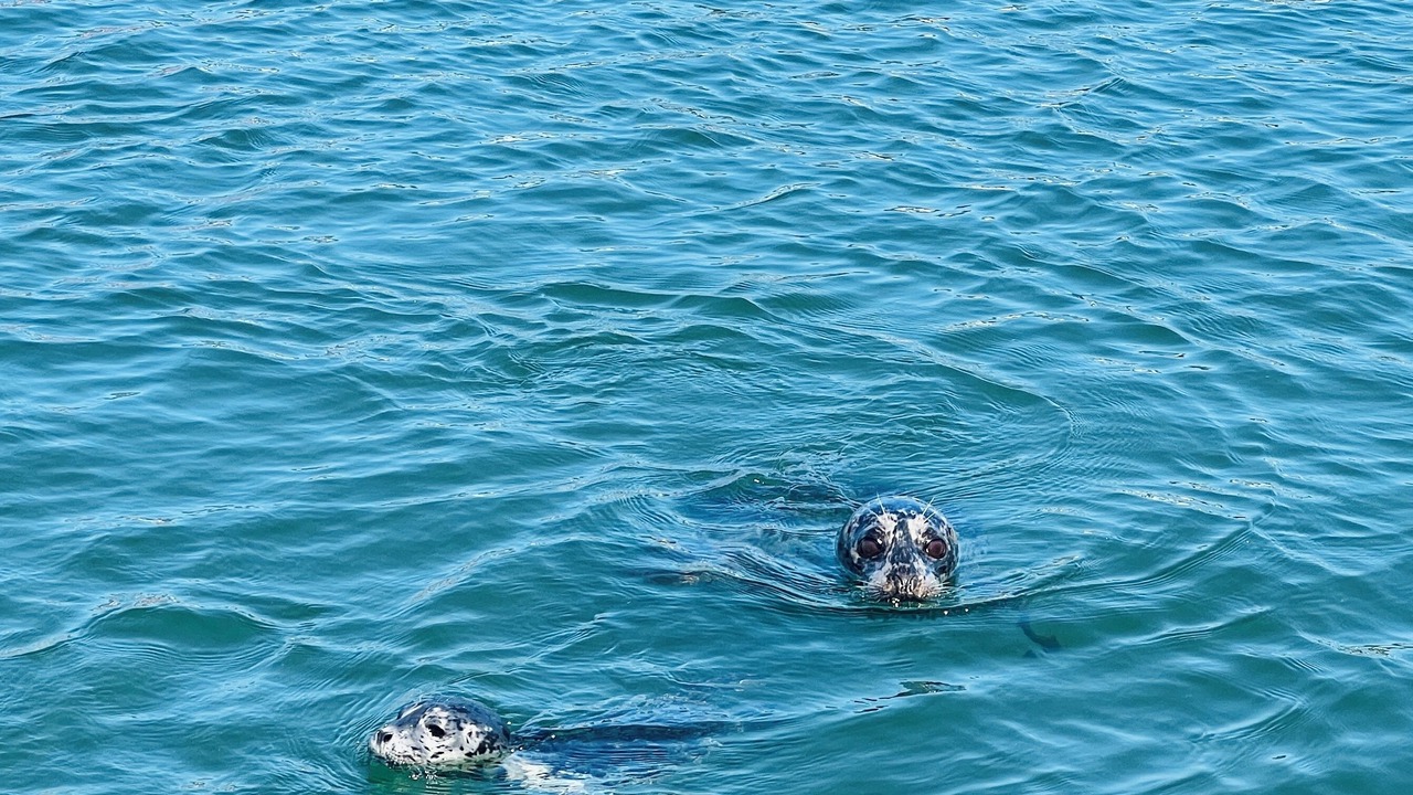 Photo of Others in Lower Lonsdale