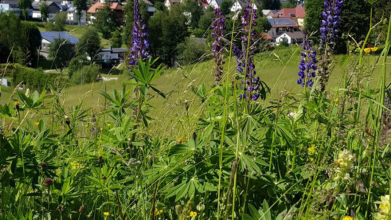 Photo of Others in Schoenwald
