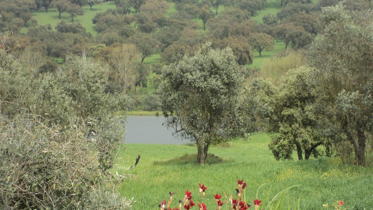 Photo of Others in Montemor-o-Novo