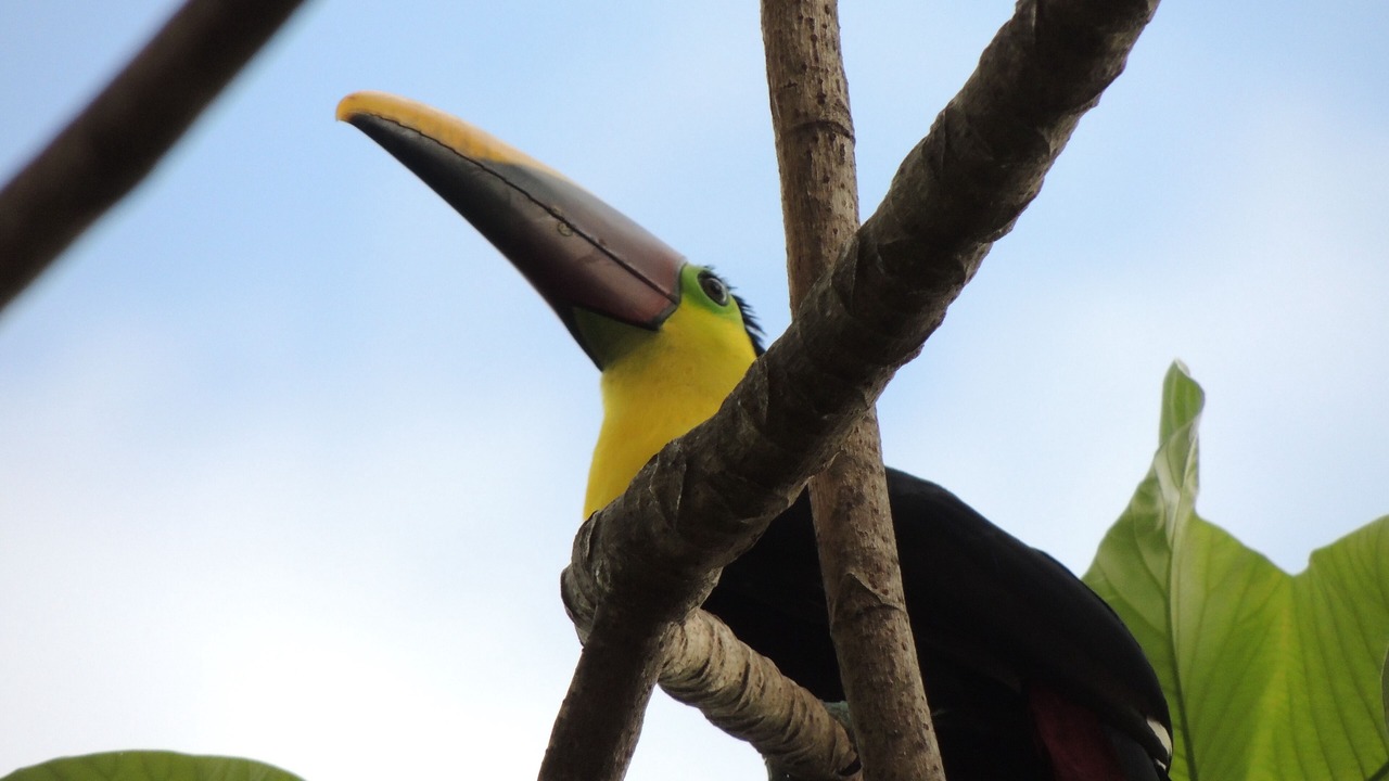 Photo of Others in Ballena