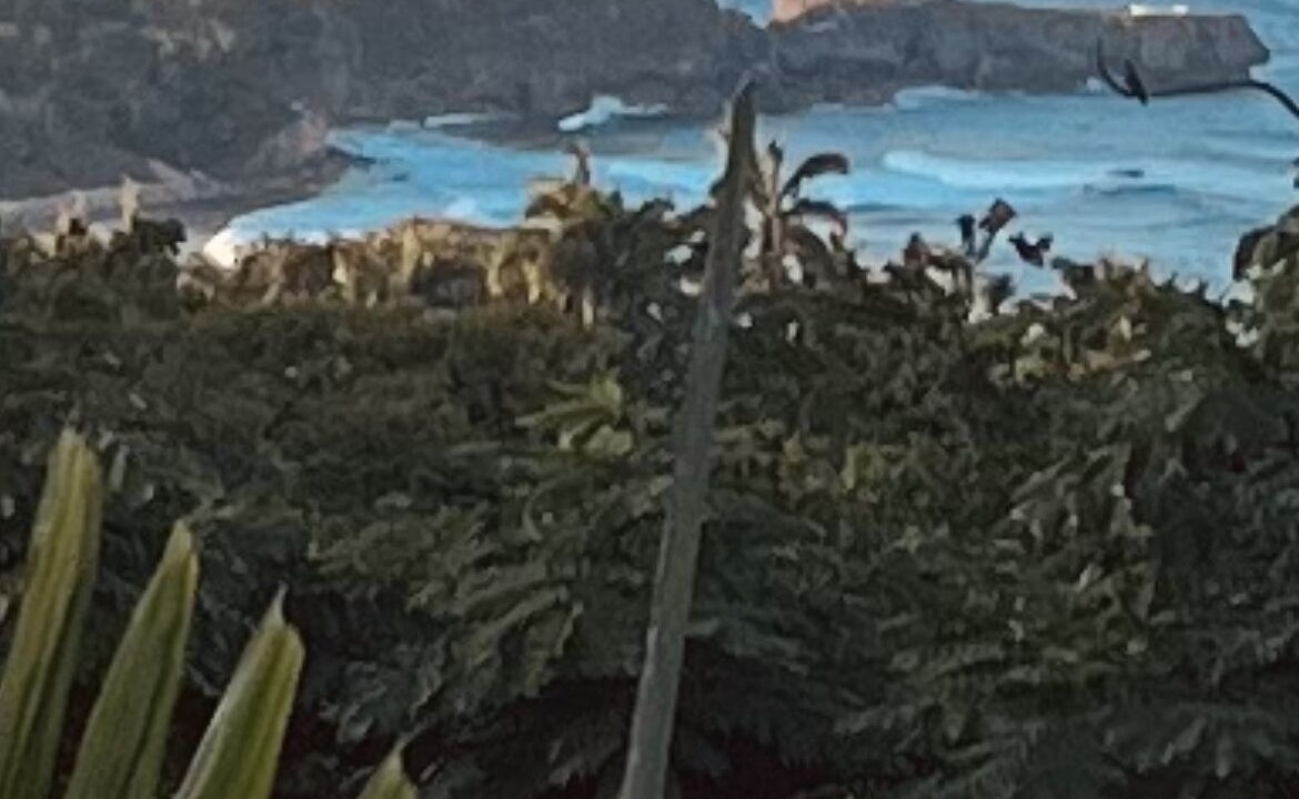 Photo of Others in Port Antonio