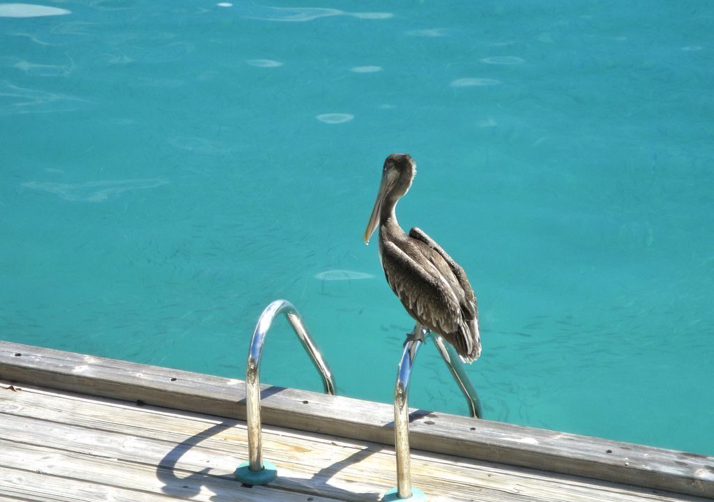 Photo of Outdoor in Willemstad