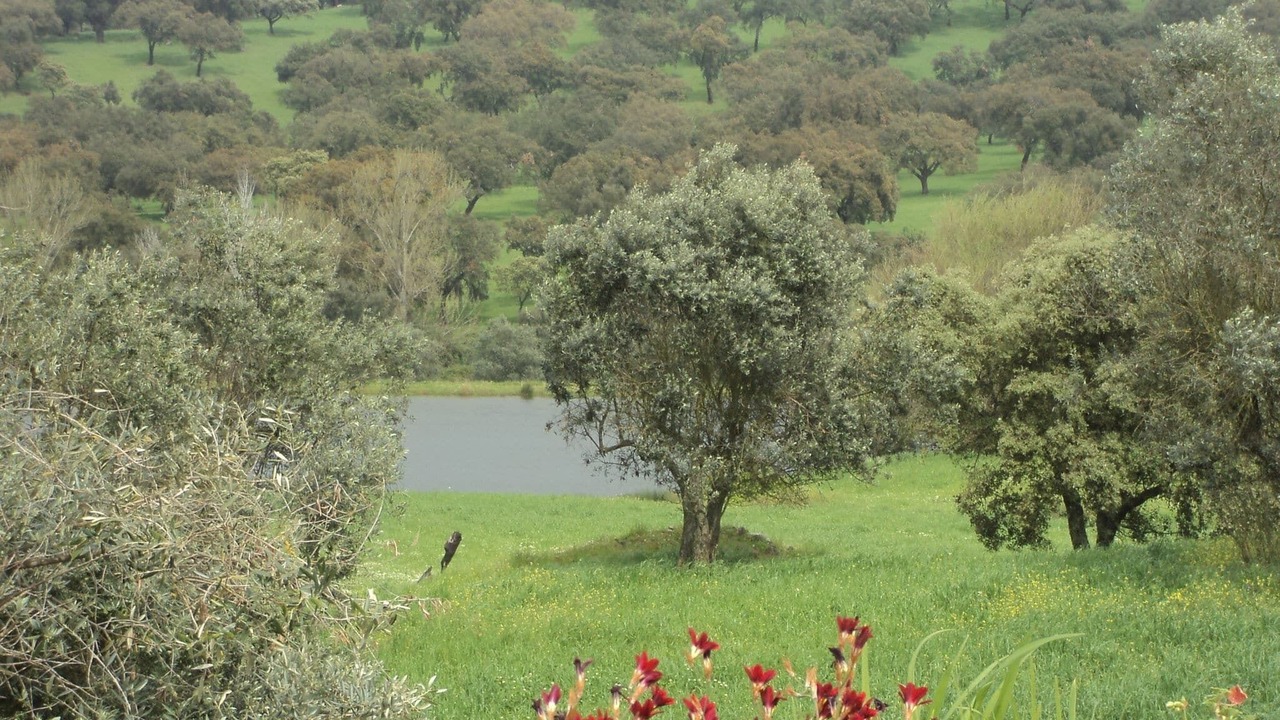Photo of Others in Montemor-o-Novo