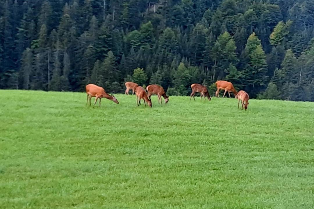 Photo of Others in Nesselwaengle