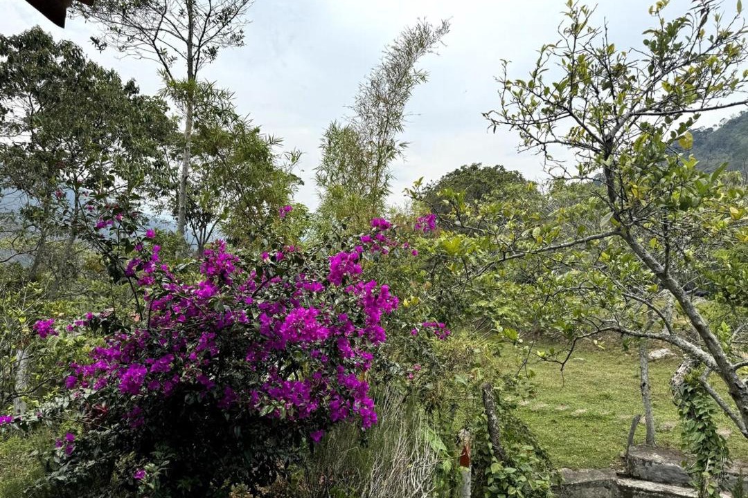 Photo of Others in Chinacota
