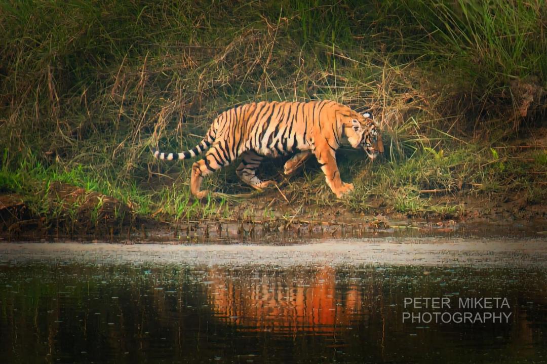 Photo of Others in Sauraha