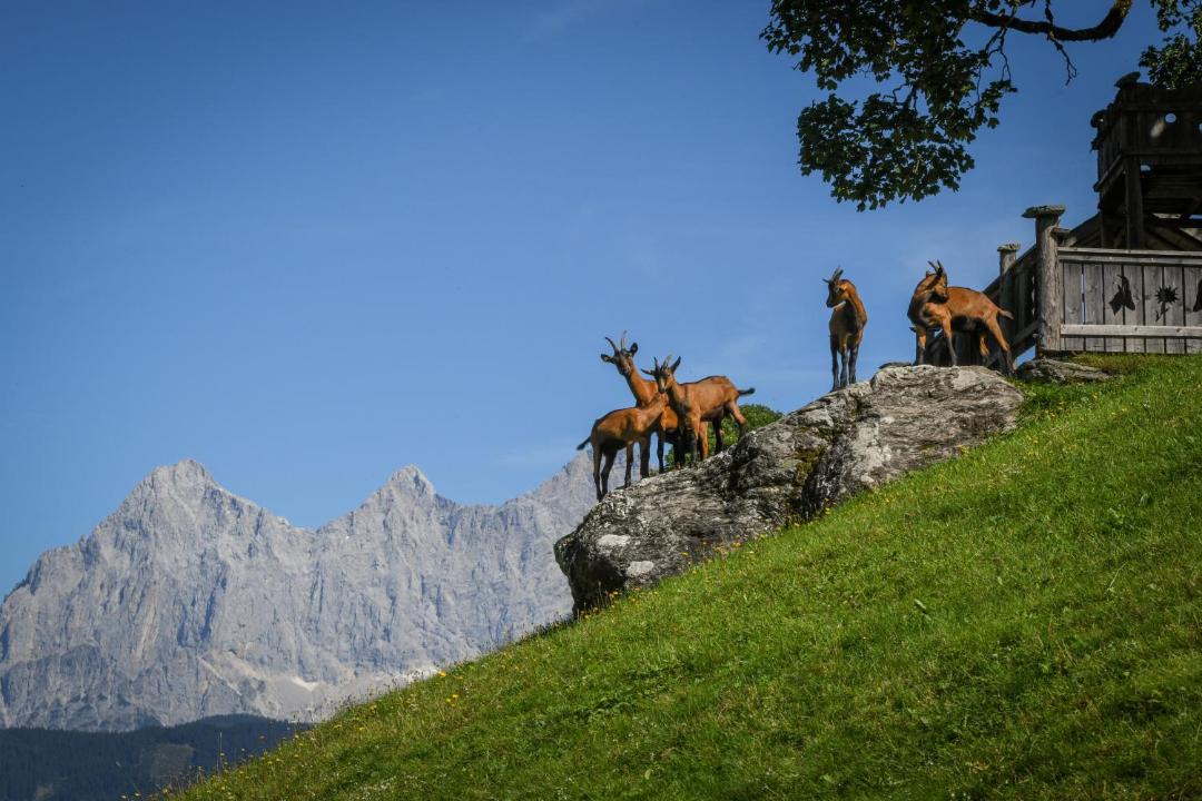 Photo of Others in Pichl-Preunegg