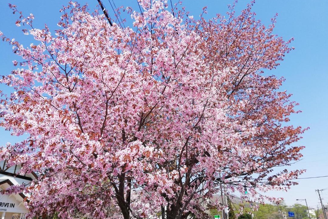Photo of Outdoor in Noboribetsu