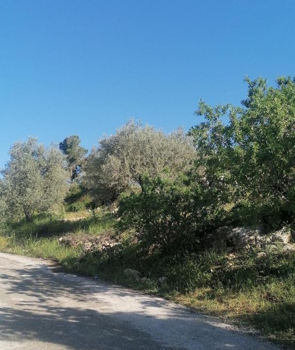 Photo of Outdoor in Ajloun