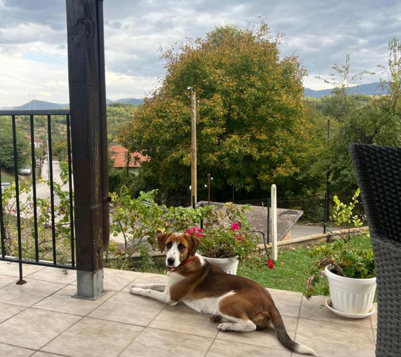 Photo of Others in Berkovitsa