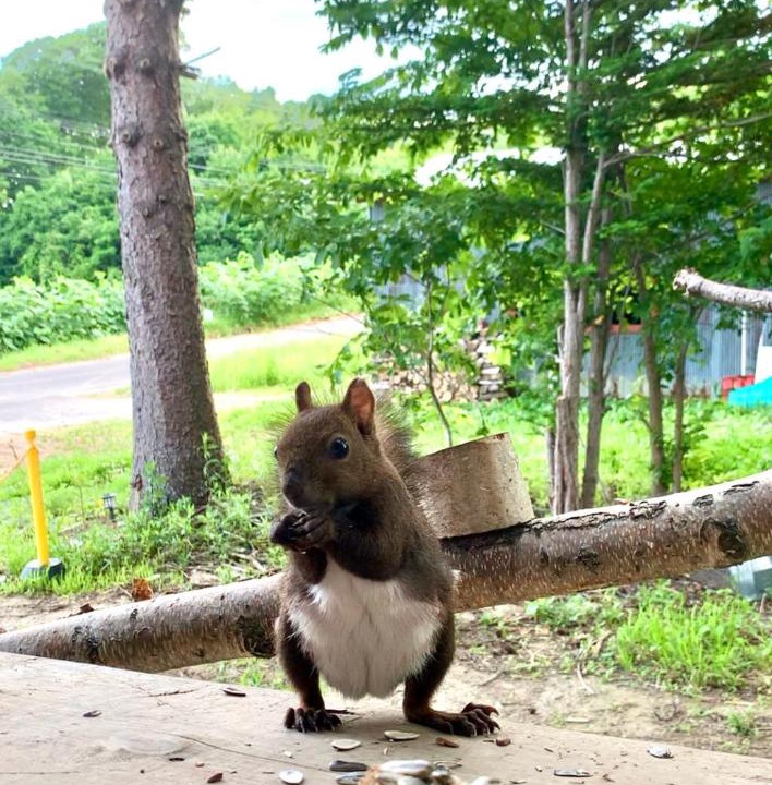 Photo of Others in Minamifurano