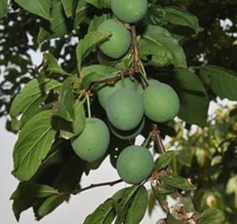 Photo of Others in Namarjung