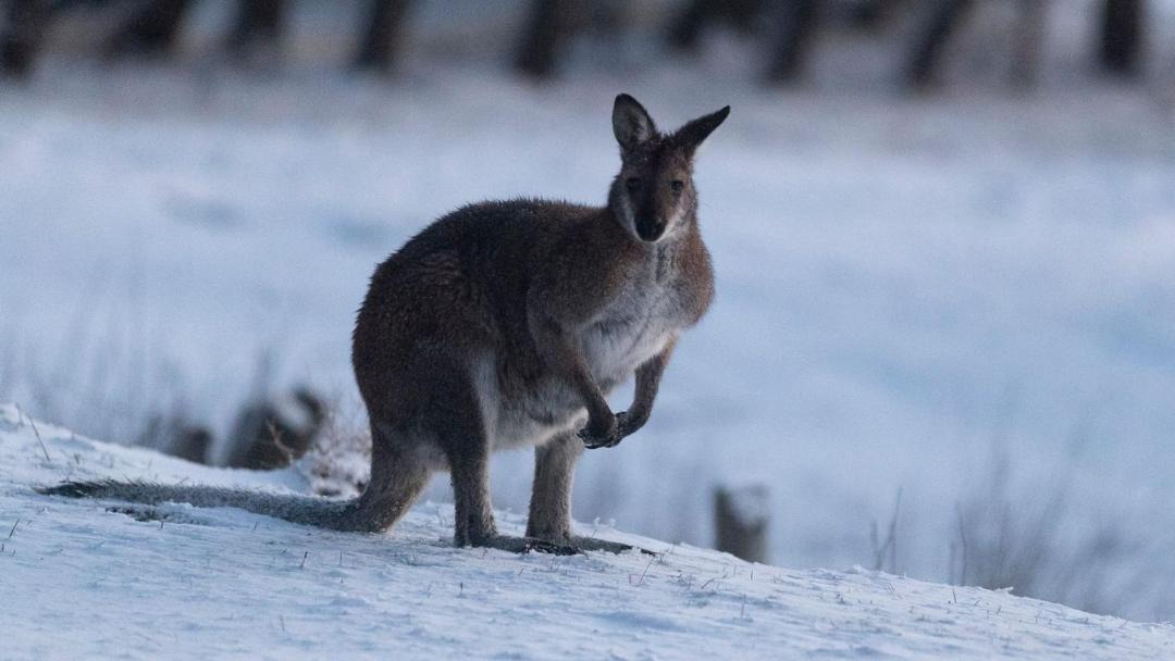 Photo of Others in Adaminaby