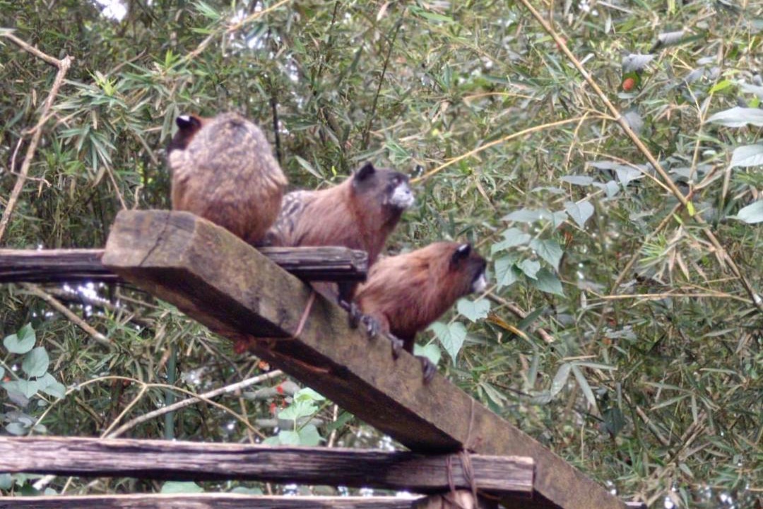 Photo of Others in Mocoa