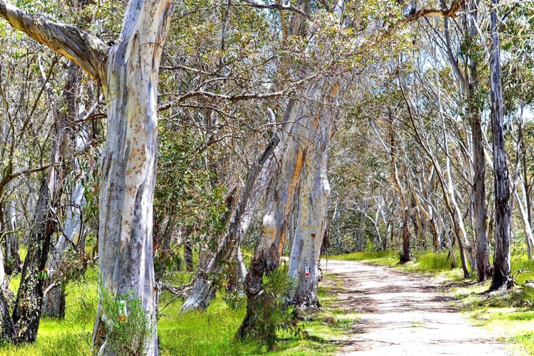 Photo of Others in Adaminaby