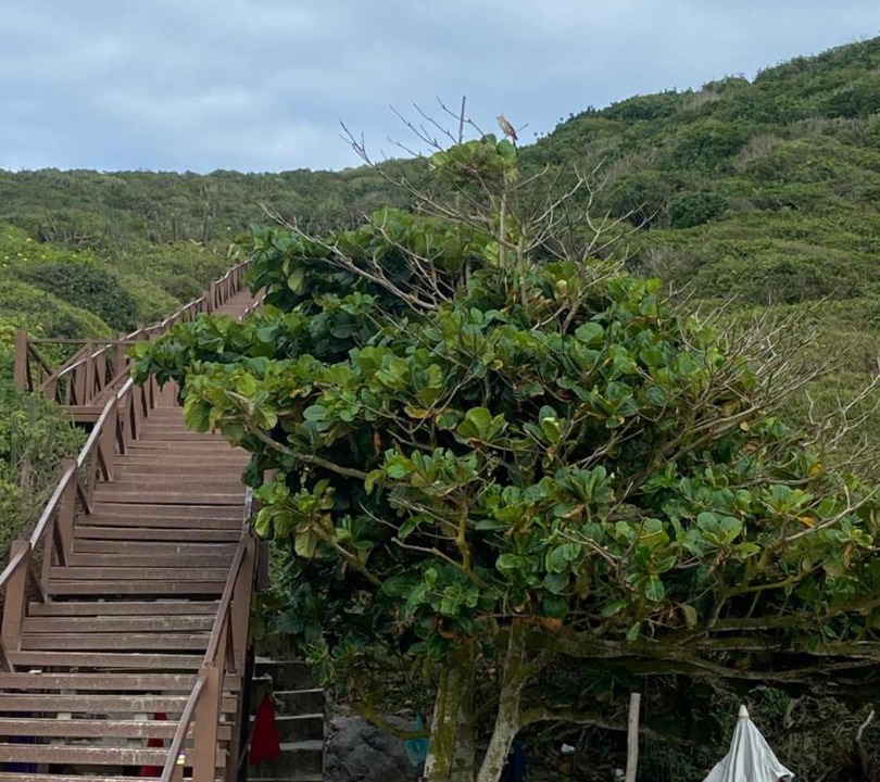 Photo of Others in Praia dos Anjos