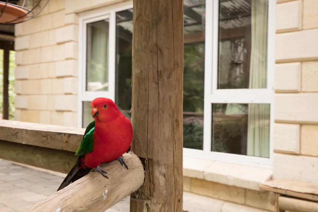 Photo of Others in Mount Dandenong