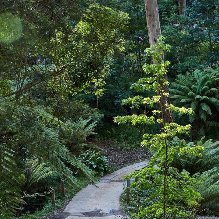 Photo of Others in Mount Dandenong